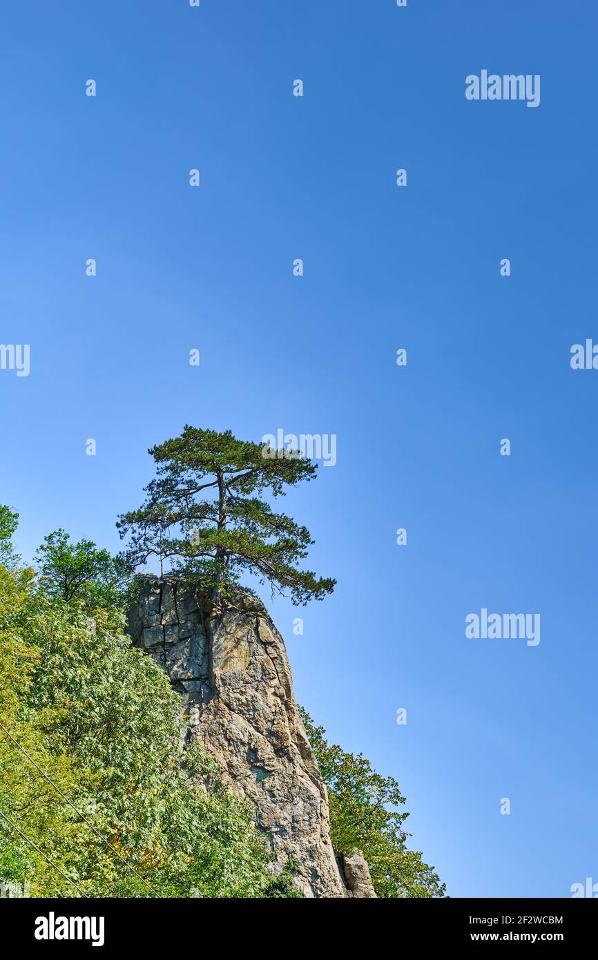 A tree growing on top of a rock Stock Photo