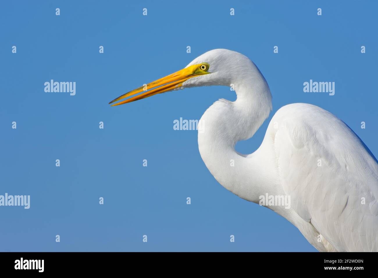 Close-up of a Great Egret Against a clear blue sky. Great Egrets were once hunted nearly to extinction for their beautiful feathers. Stock Photo
