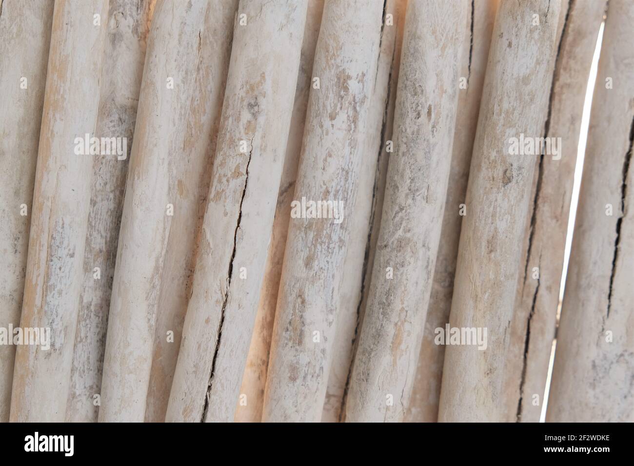 Driftwood. row of white sea snags.White sea driftwood close-up texture.Wooden nature beige background. Stock Photo