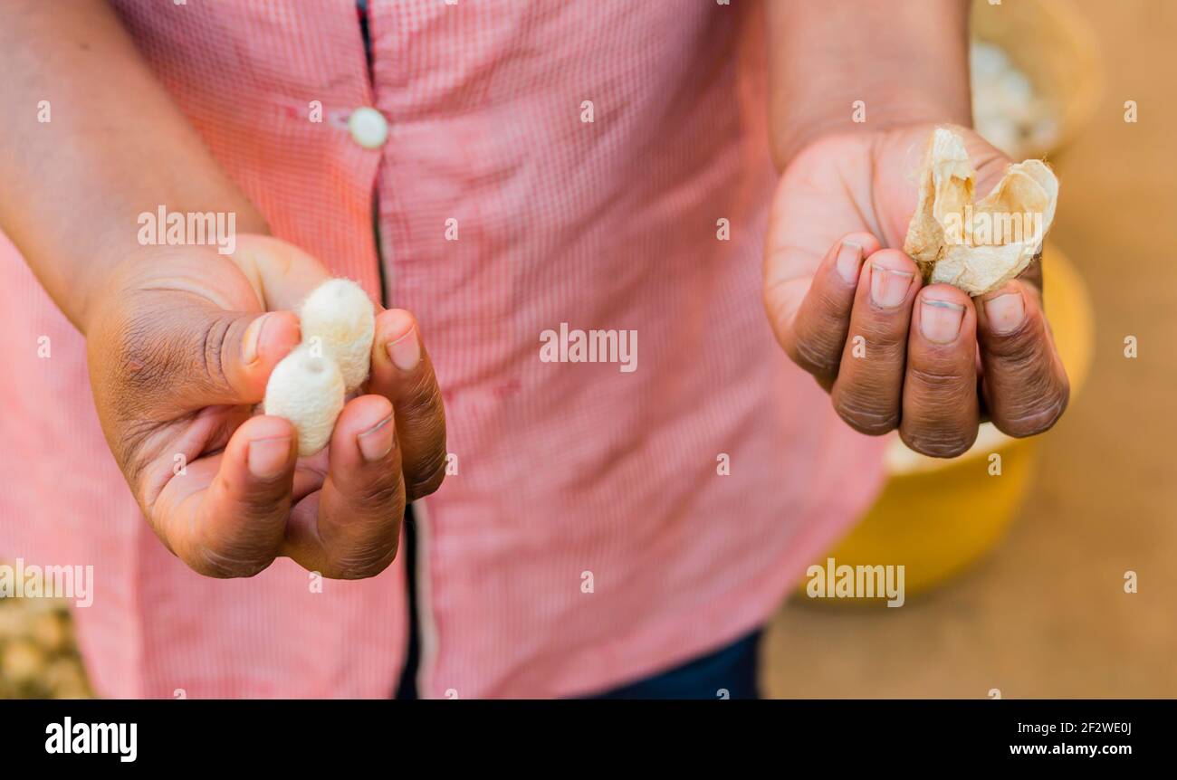 Worker shows in his hands a silkworm cocoon and its external caspule in a rural silk factory, Madagascar Stock Photo