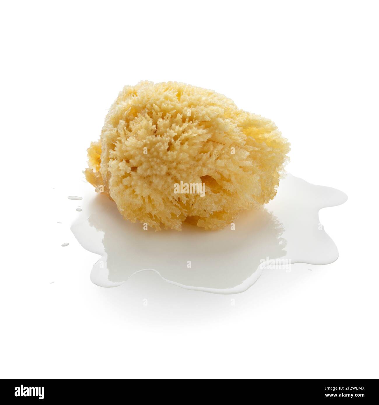 Single natural sea bath sponge in a puddle of water Stock Photo