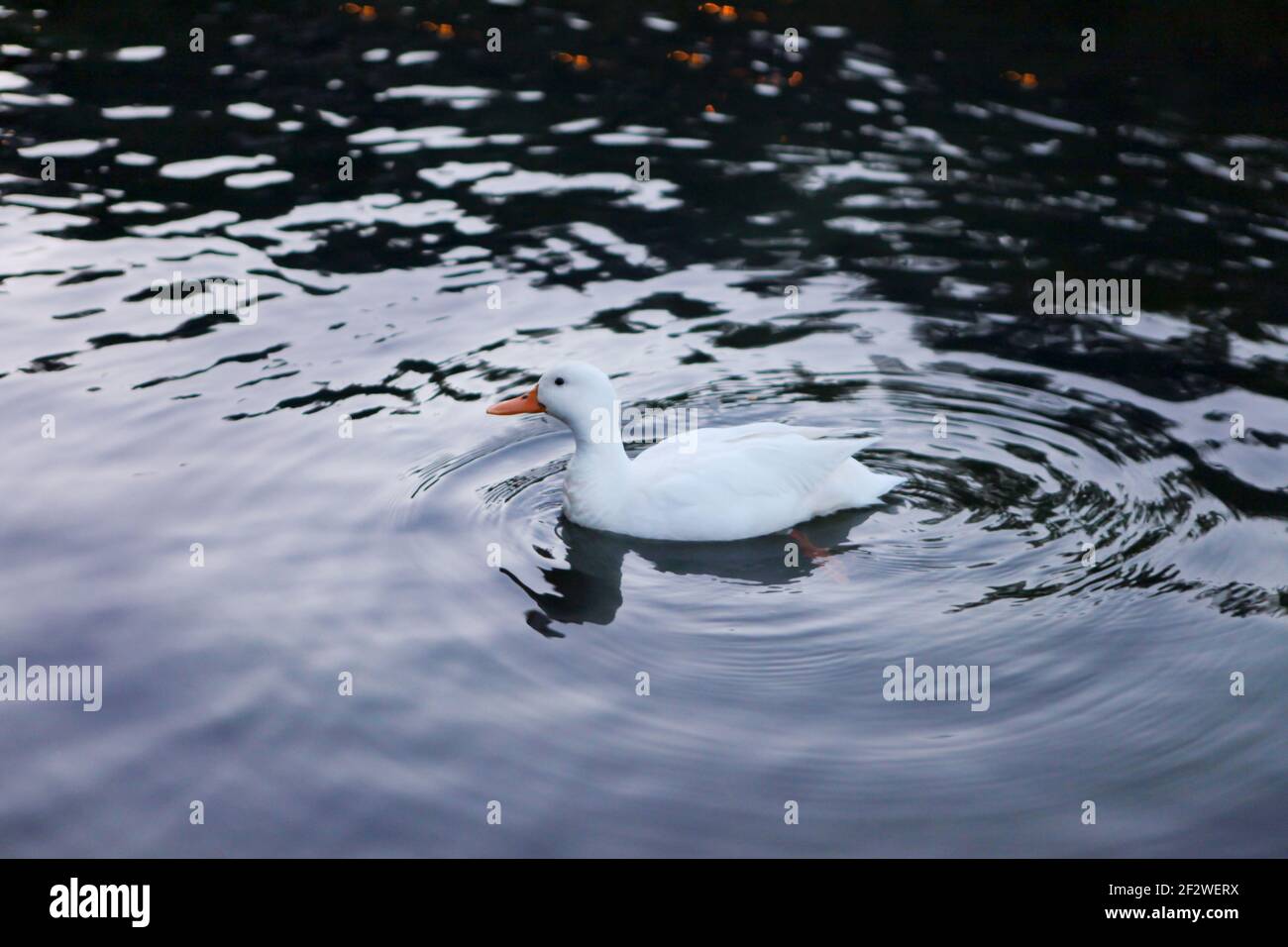 white duck with orange beak swimming in the lake Stock Photo