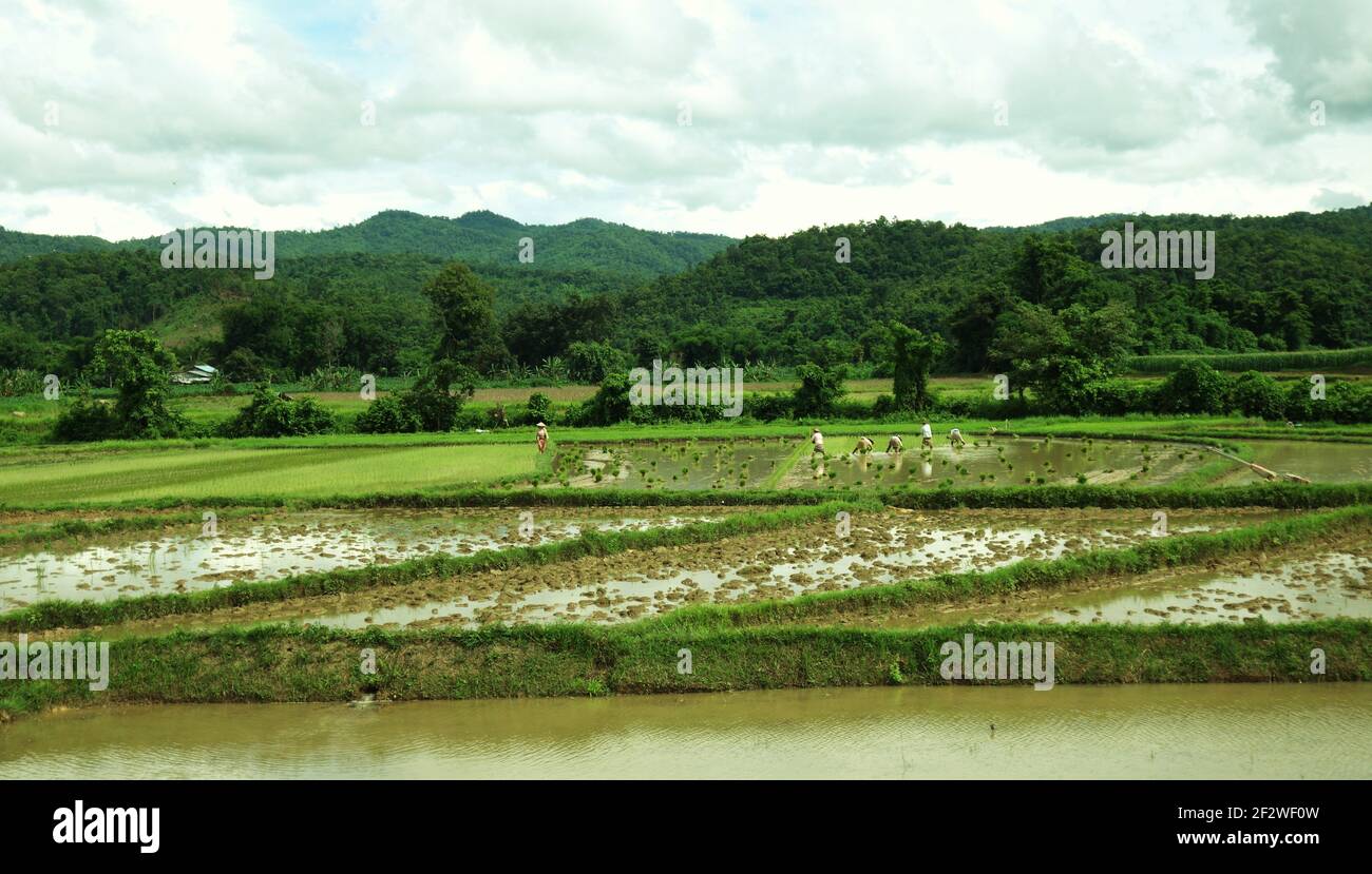 Myanmar Rice Paddy People working in a flooded rice paddy in rural Myanmar Stock Photo - Alamy