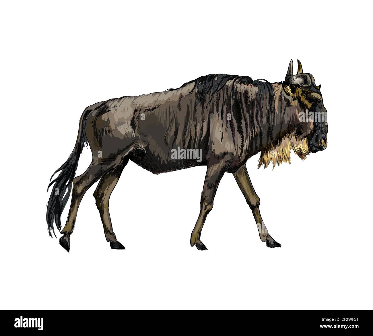 Wildebeest from a splash of watercolor, colored drawing, realistic. Vector illustration of paints Stock Vector