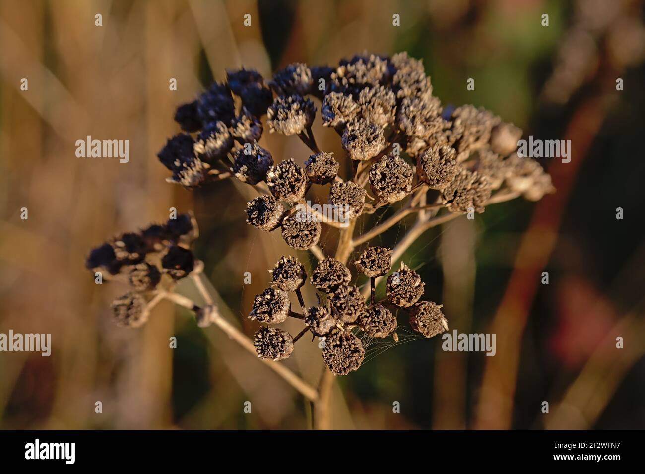 Close up of dried brown tansy flower seedpods - Tanacetum vulgare Stock Photo