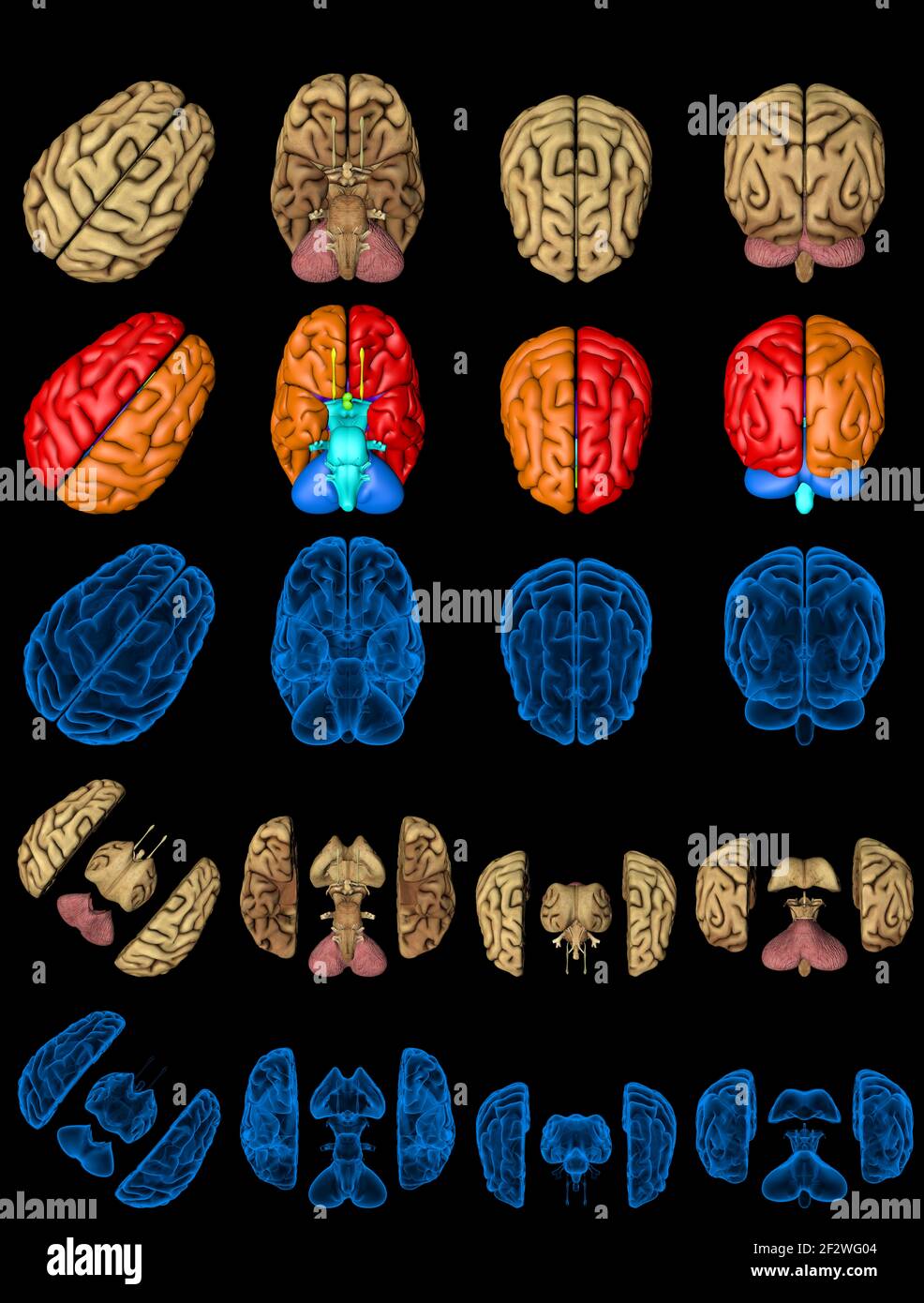 100 megapixels set - human brain with rontgen style image and colored zones isolated, intellect study concept - cg high detailed medical 3D illustrati Stock Photo