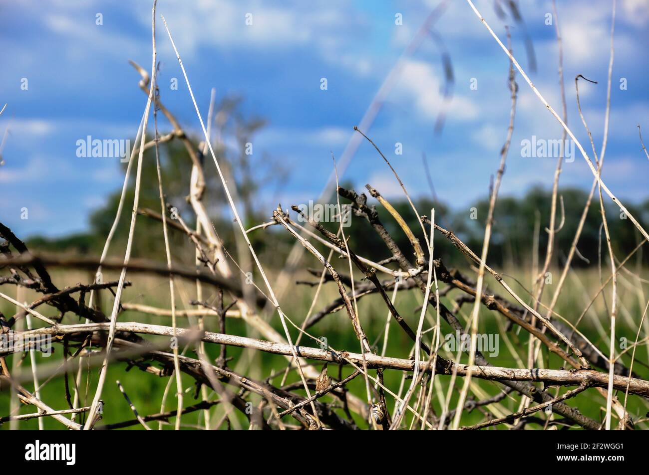 Branches of a leafless shrub on the edge of a wide field on a beautiful summer day Stock Photo
