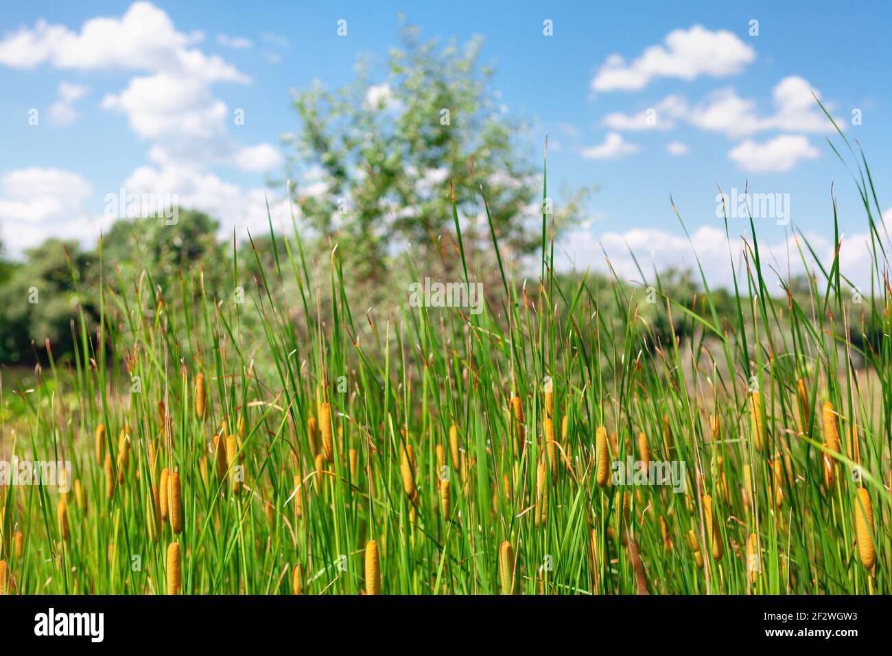 Swamp canes water reed . Blossoming brown marsh cane Stock Photo - Alamy