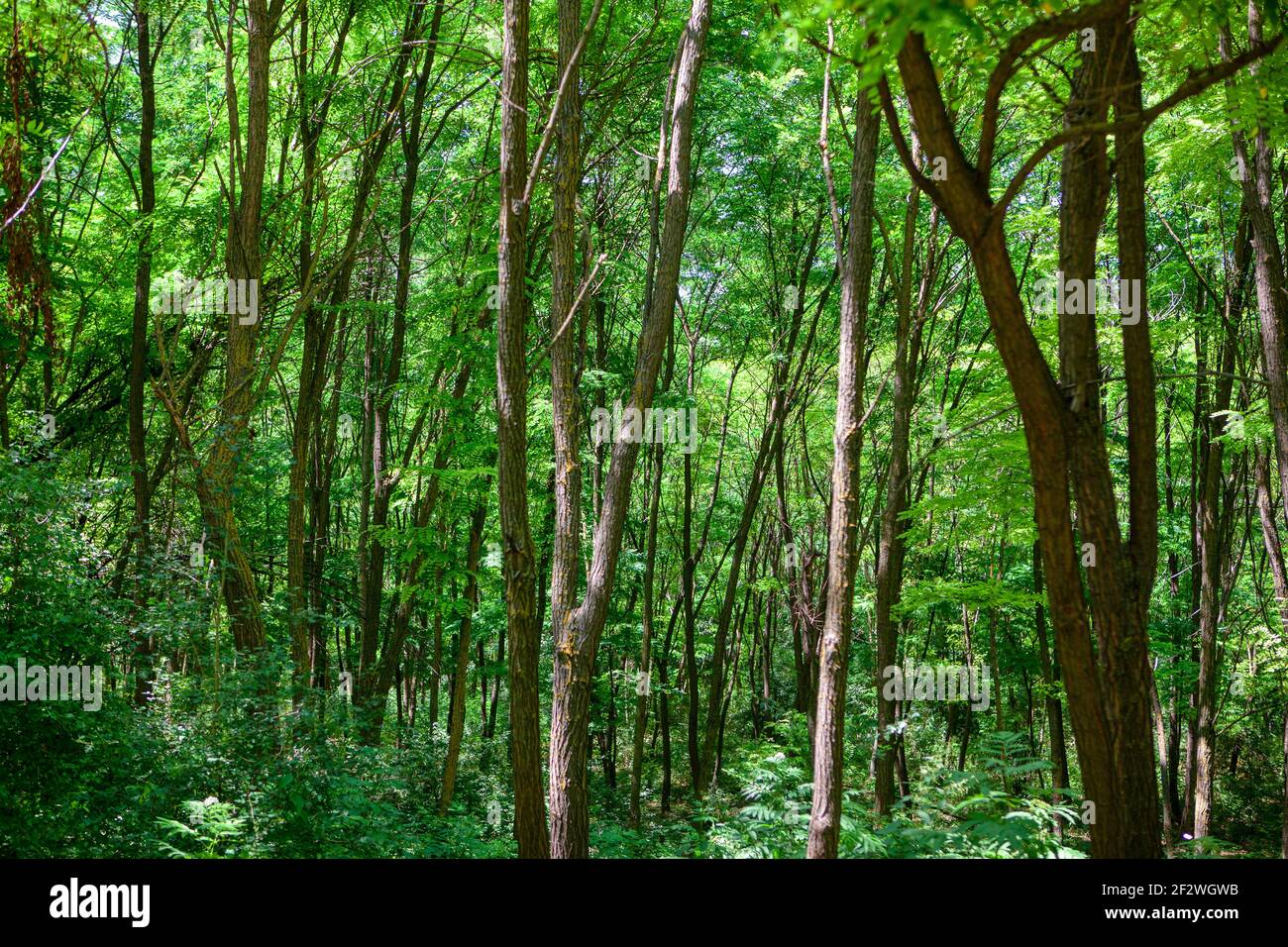 Acacia forest with green trees . Spring season woodland Stock Photo