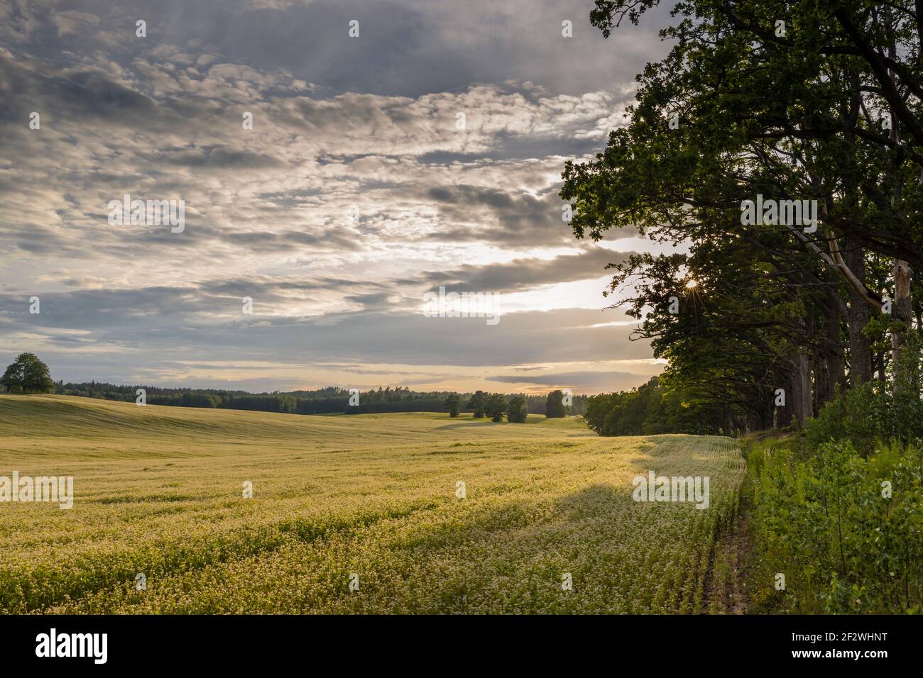 Rural landscape of a field with trees on sides with dramatic sky Stock ...