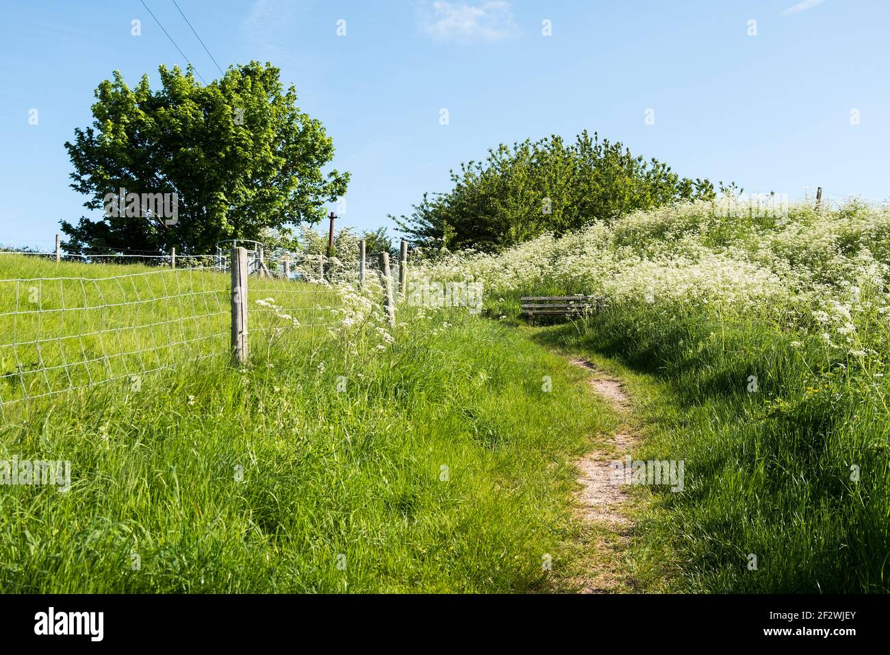 Countryside path in spring Stock Photo - Alamy