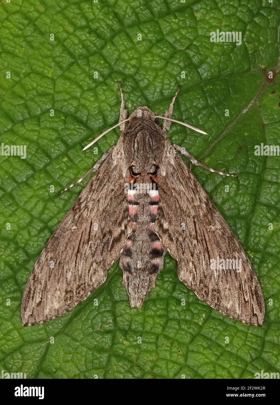 Convolvulus Hawk-moth (Agrius convolvuli) adult at rest on leaf Eccles-on-Sea, Norfolk, UK                October Stock Photo