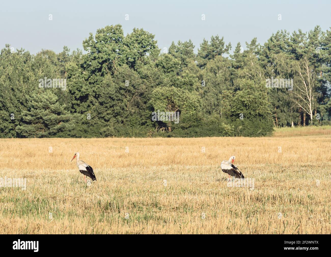 Storks in the field. Fragment of a field of harvested wheat. Stock Photo