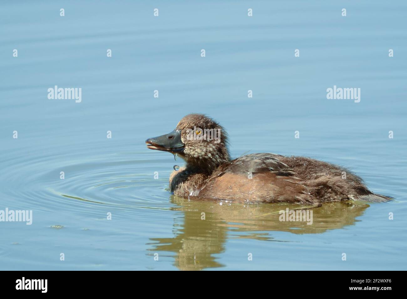 Tifted Duck Chick (Aythya fuligula) Swimming in a Lake Stock Photo