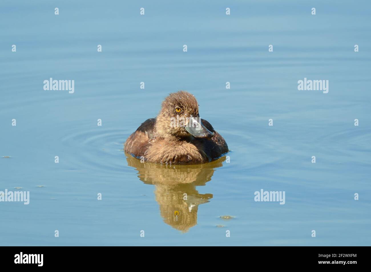 Tifted Duck Chick (Aythya fuligula) Swimming in a Lake Stock Photo