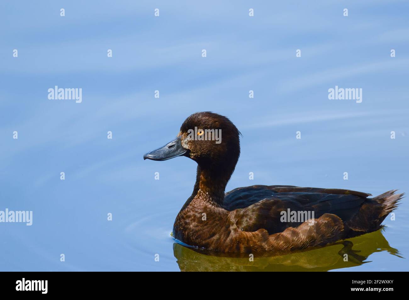 Male Tufted Duck (Aythya fuligula) Swimming in a Lake Stock Photo