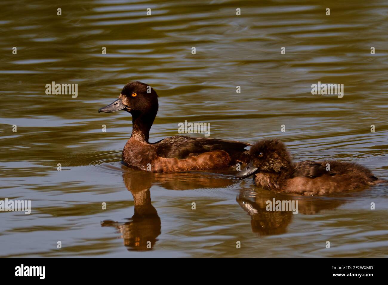 Female Tufted Duck (Aythya fuligula) Swimming with its Chick Stock Photo