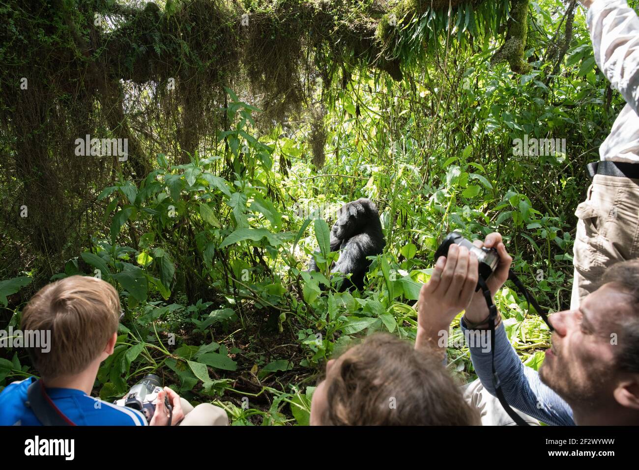 A group of trekkers observing and photographing Mountain Gorillas (Gorilla beringei beringei) from Susa Group in Volcanoes National Park (Parc Nationa Stock Photo
