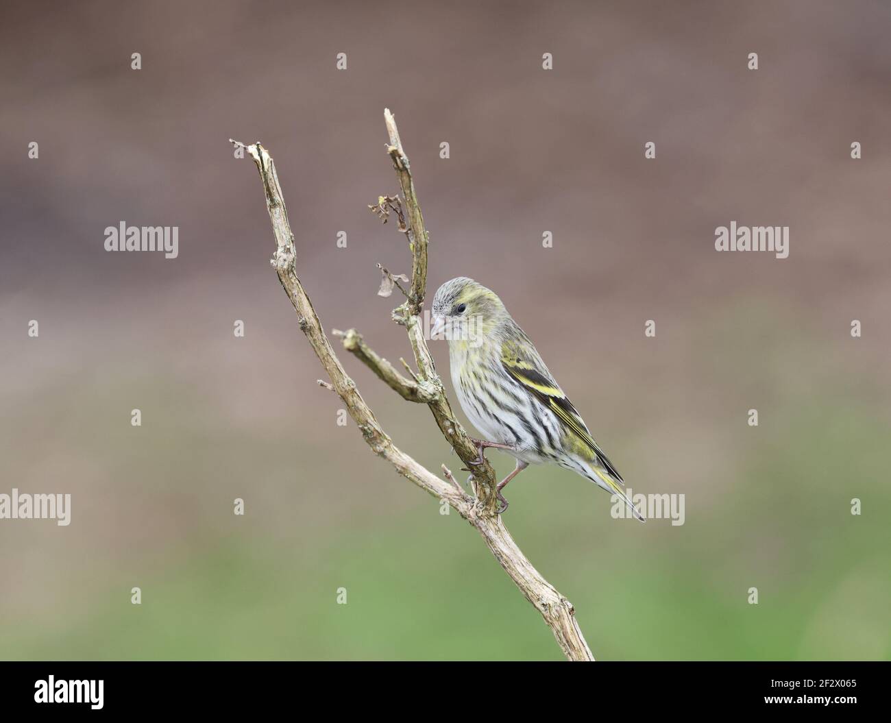 Siskin, Carduelis spinus, female European perched on a branch. Wales 2021 Stock Photo