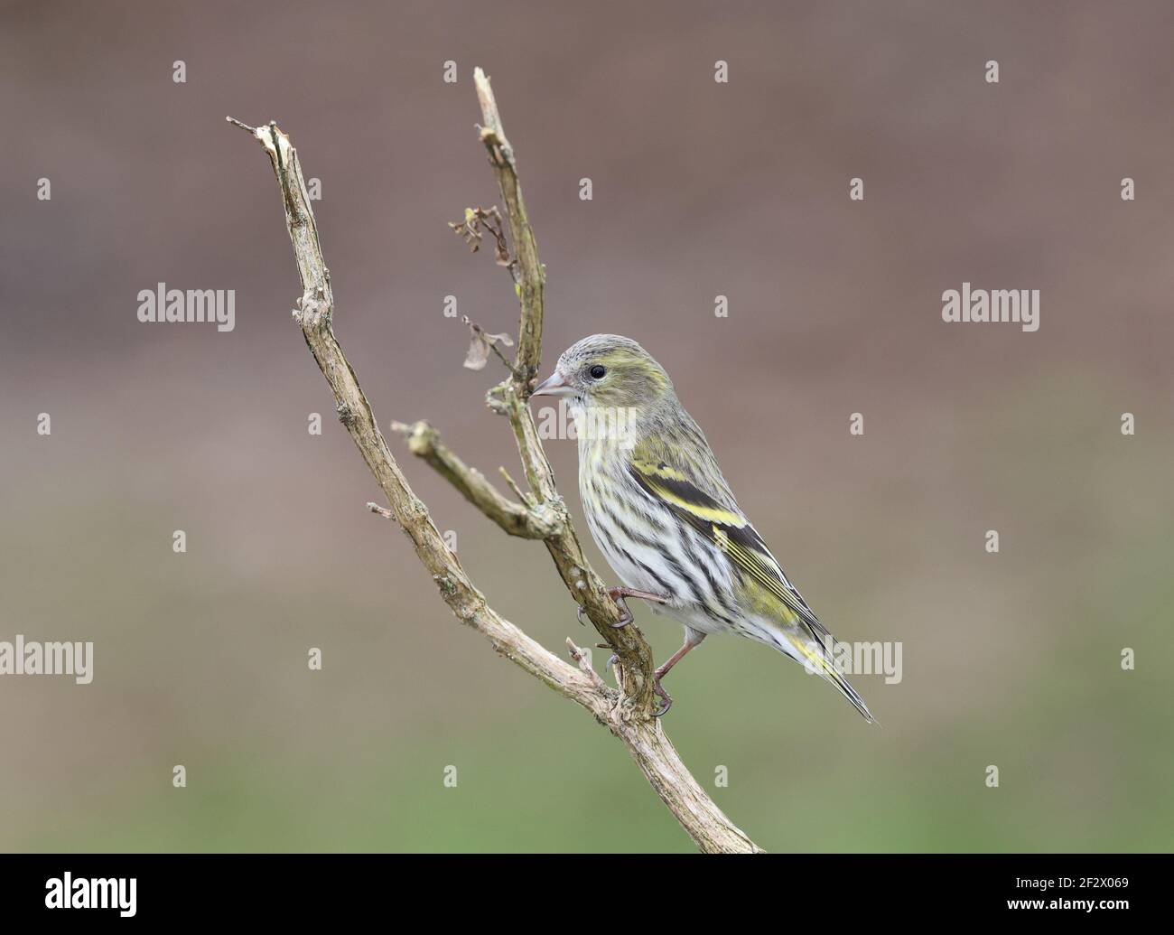 Siskin, Carduelis spinus, female European perched on a branch. Wales 2021 Stock Photo