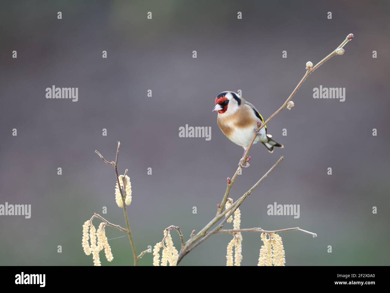 European Goldfinch, Carduelis carduelis, perched on a branch in winter. Wales 2021 Stock Photo