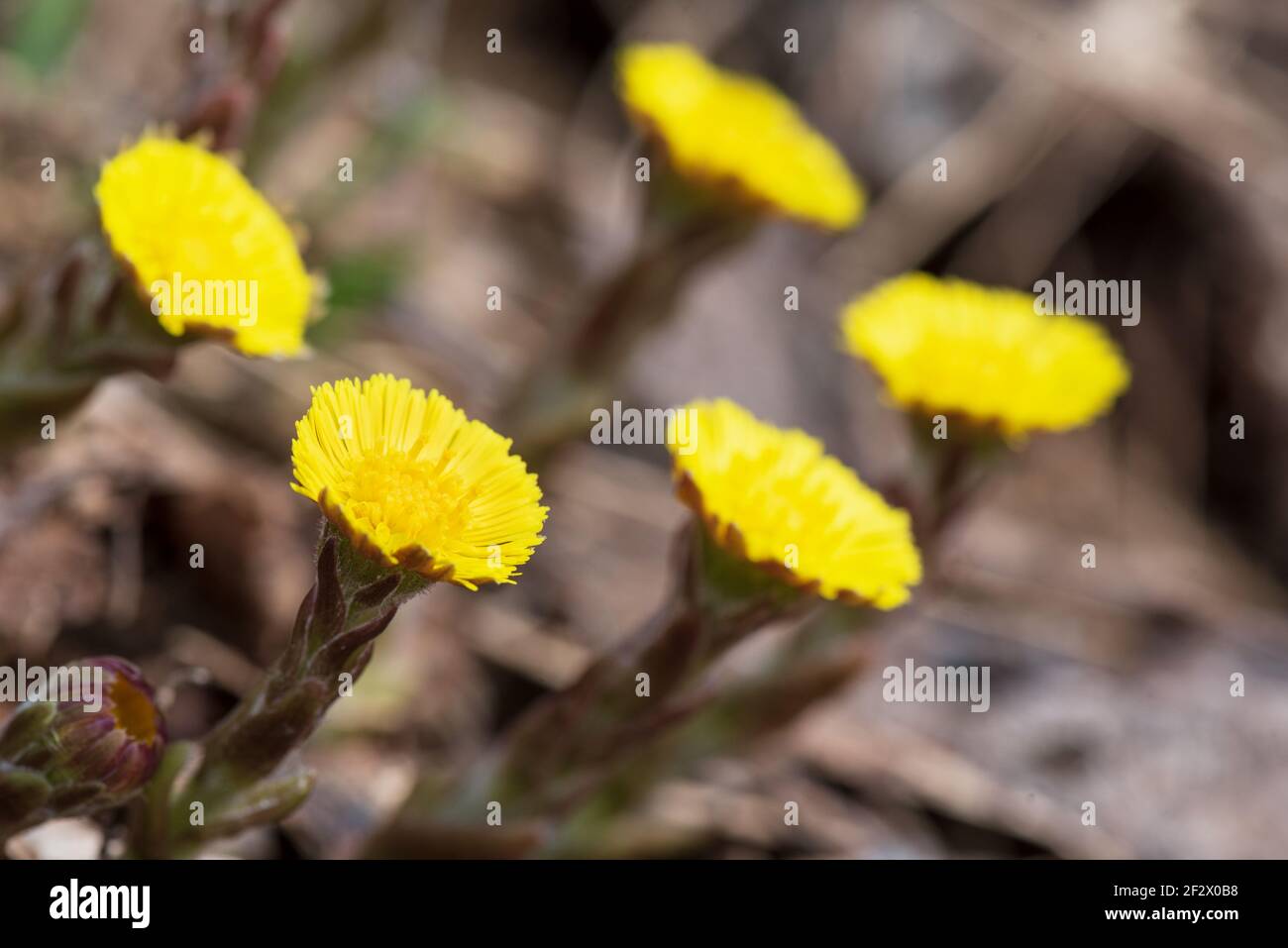 Yellow coltsfoot (Tussilago farfara) flowers in spring Stock Photo