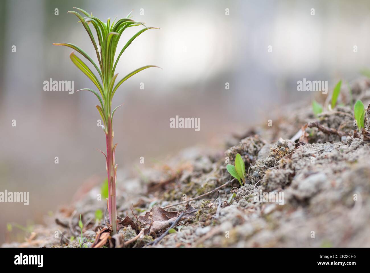 Young leaves of epilobium hi-res stock photography and images - Alamy