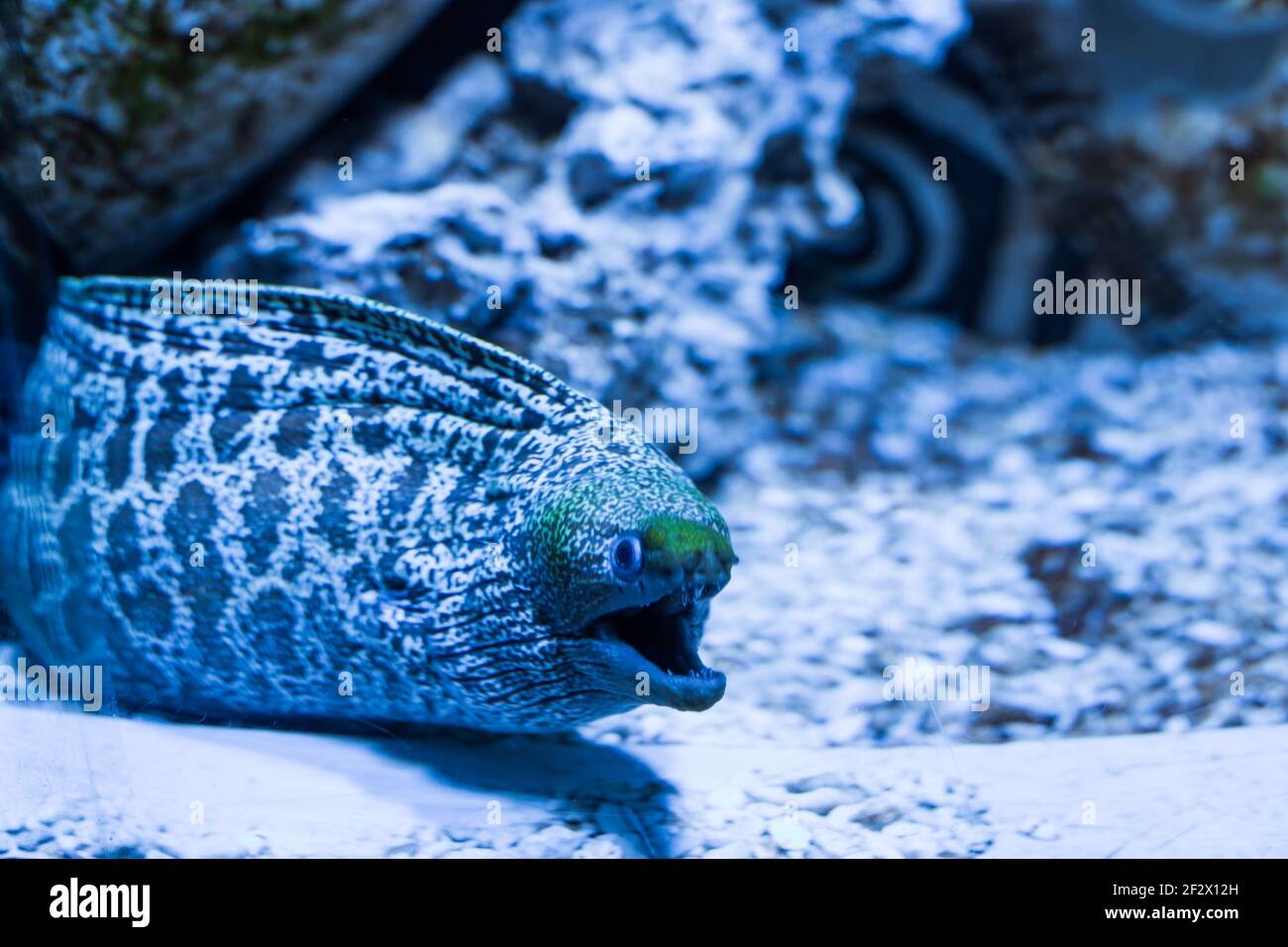 scary spotted moray eel fish in water extended its head, oceanic deep-sea fish Stock Photo