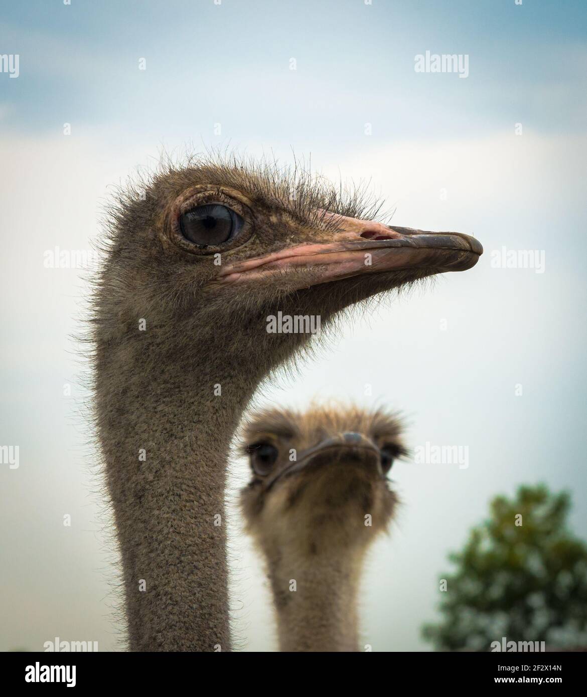 A curious Ostrich poses for a portrait as another one waits their turn. Stock Photo