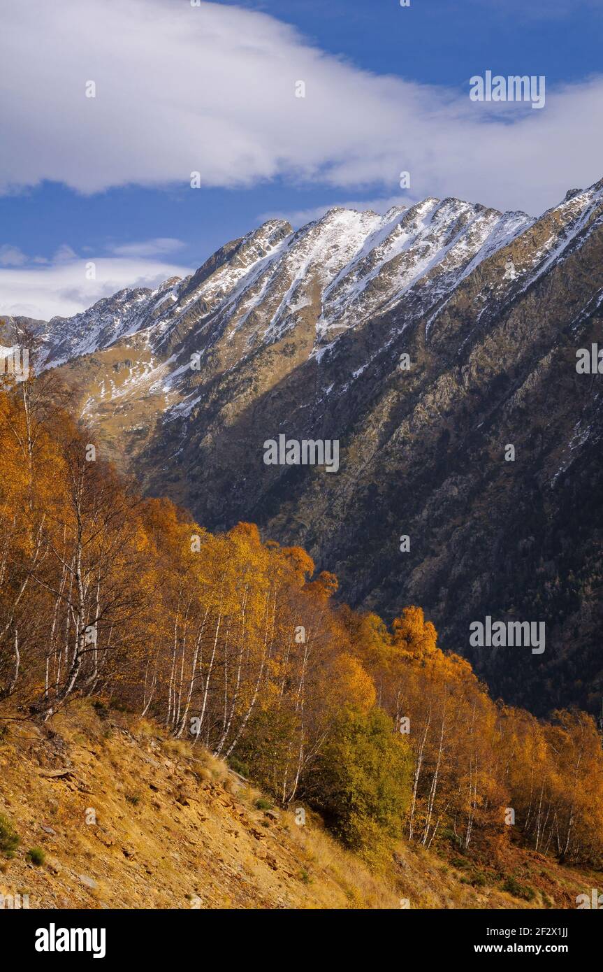 Birch trees and snow-capped peaks from Pleta del Prat in Tavascan valley (Alt Pirineu Natural Park, Catalonia, Spain, Pyrenees) Stock Photo