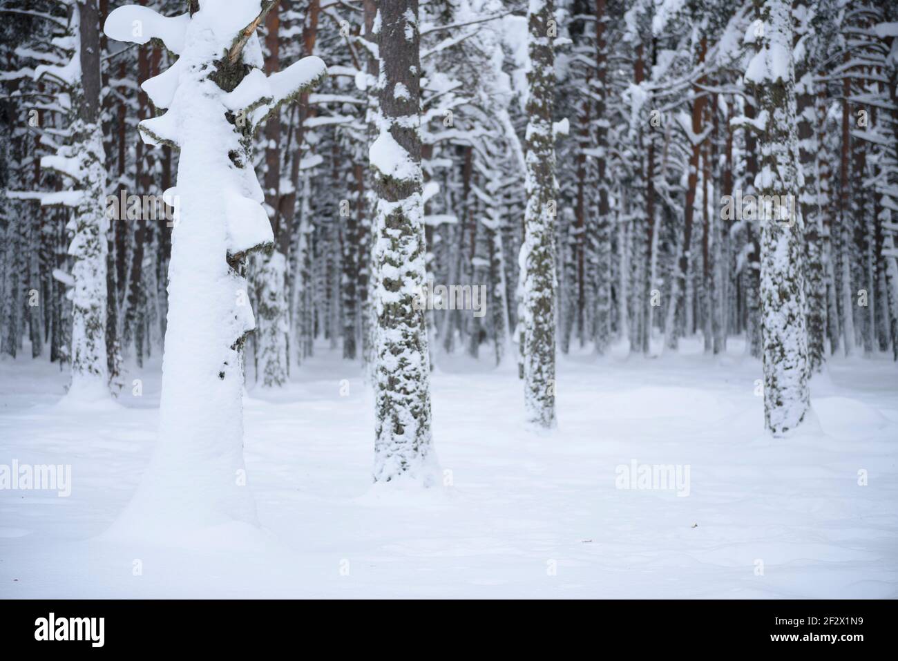 Capcir forest, in winter (Les Angles, Pyrénées Orientales, France) ESP: Bosque del Capcir, en invierno (Les Angles, Pyrénées Orientales, Francia) Stock Photo
