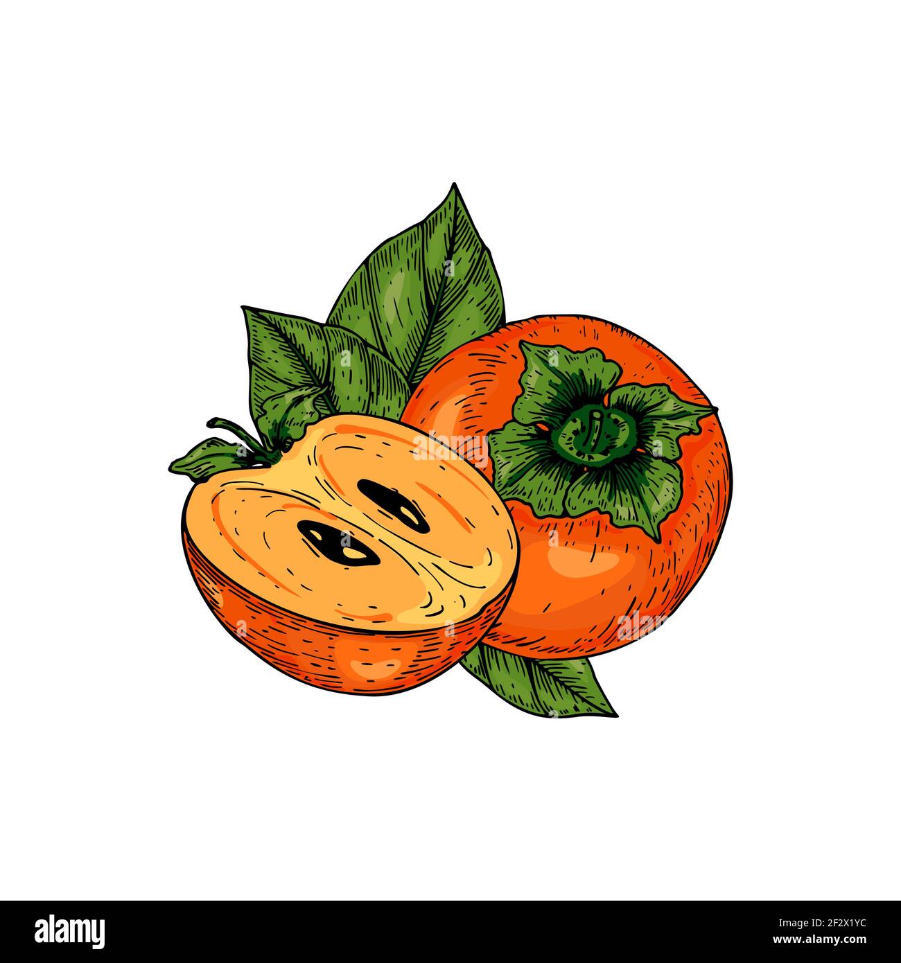 Hand drawn persimmon fruit with leaves isolated on white background