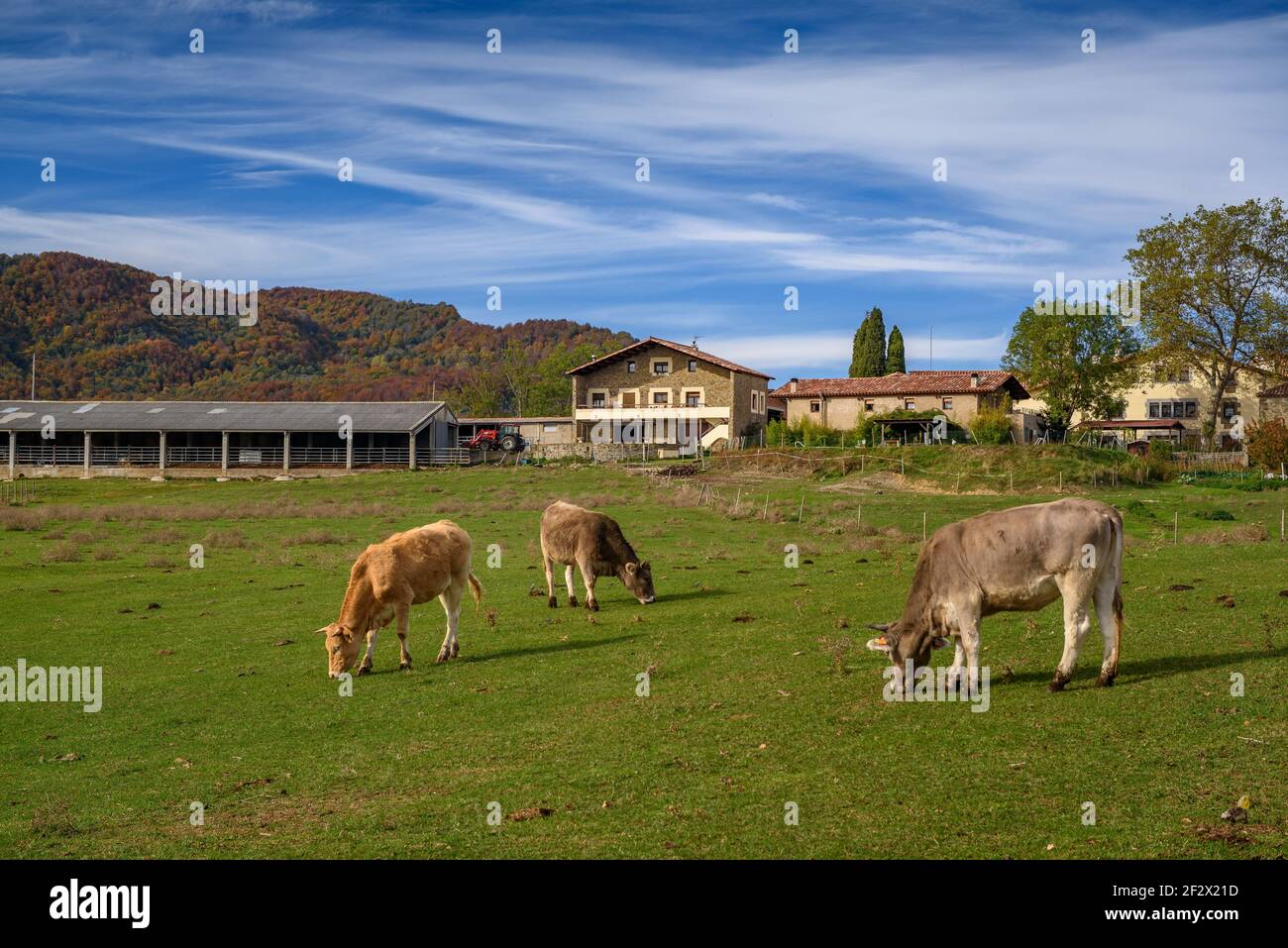 Cows in front of the Coromina farmhouse, in Falgars d'en Bas (Garrotxa, Catalonia, Spain) ESP: Vacas delante de la masía La Coromina Stock Photo