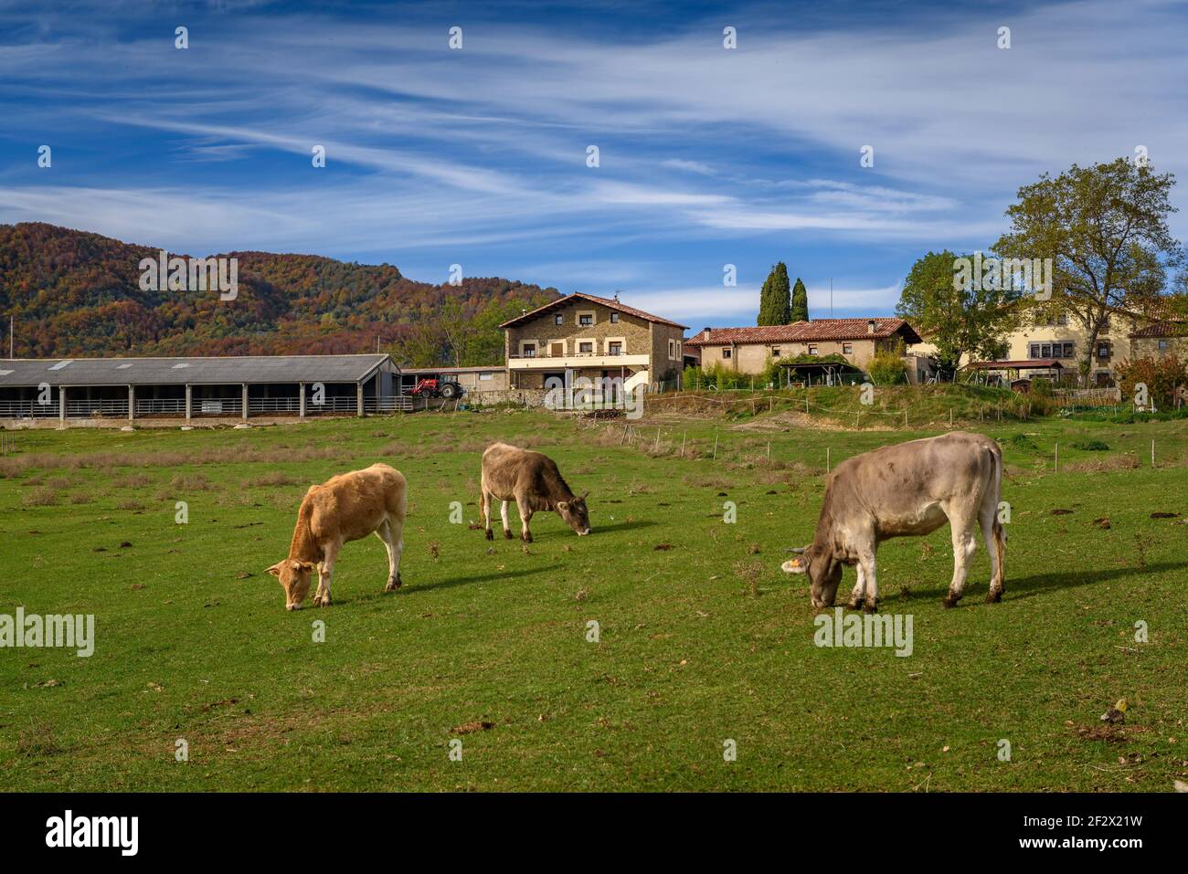 Cows in front of the Coromina farmhouse, in Falgars d'en Bas (Garrotxa, Catalonia, Spain) ESP: Vacas delante de la masía La Coromina Stock Photo