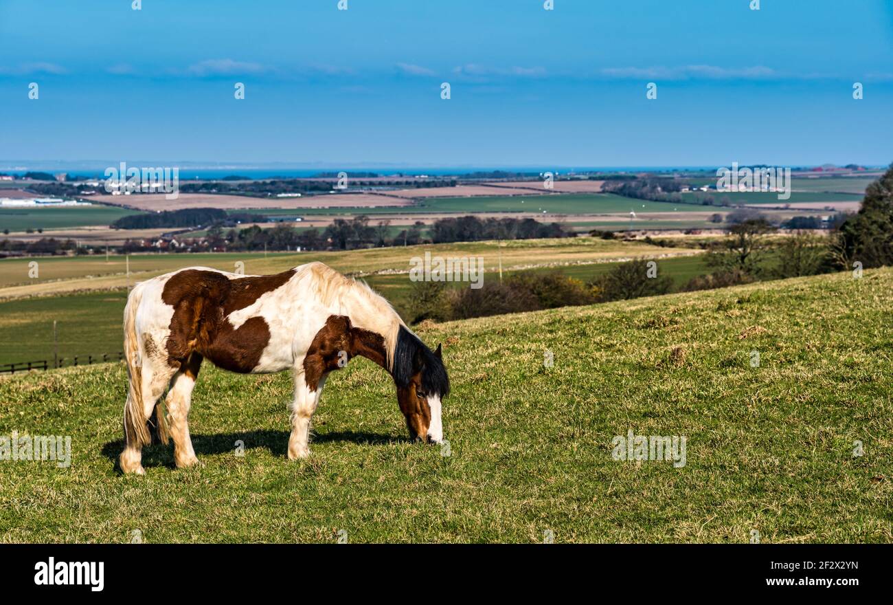 A white and brown skewbald horse grazing on grass on sunny day with agricultural landscape, East Lothian, Scotland, UK Stock Photo