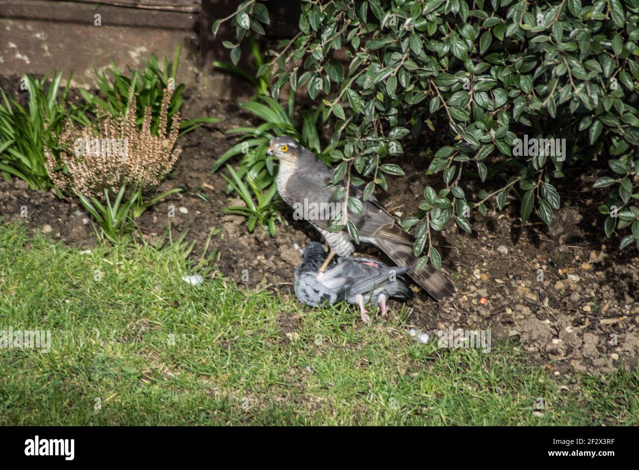 Sparrowhawk killing pigeon Stock Photo Alamy