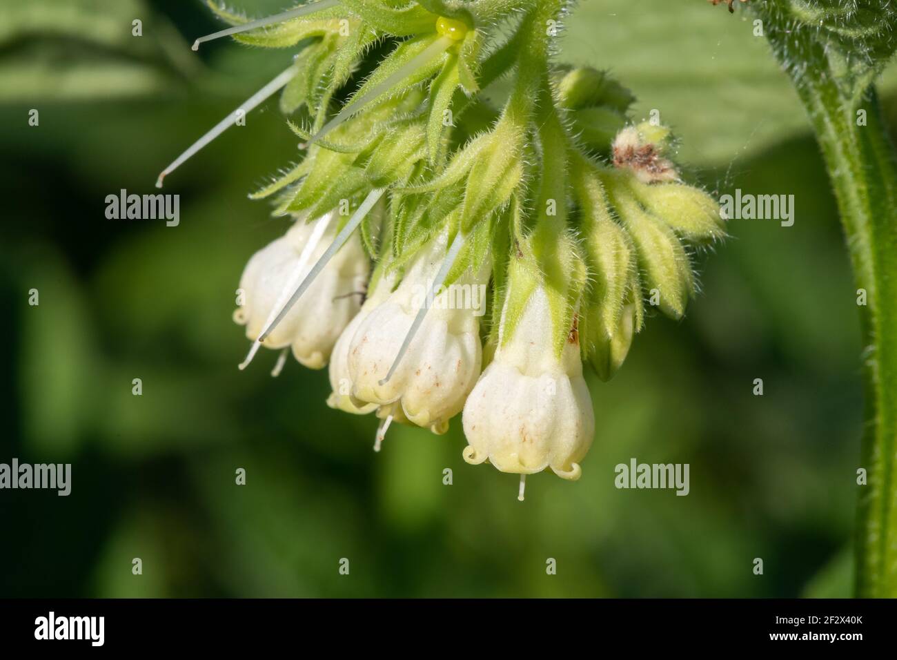 Close up of common comfrey (symphytum officinale) flowers in bloom ...