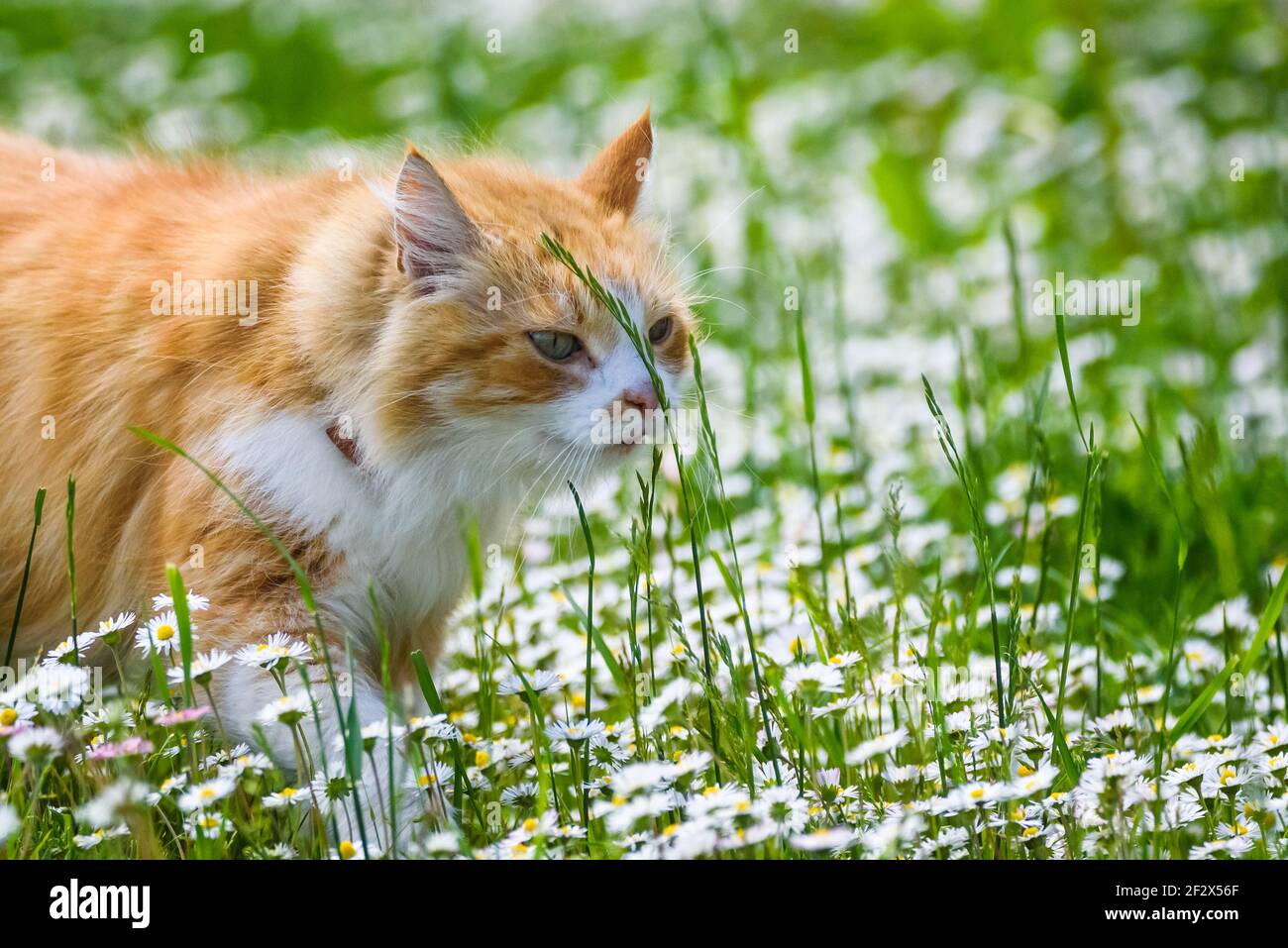 Cat on grass hi-res stock photography and images - Alamy