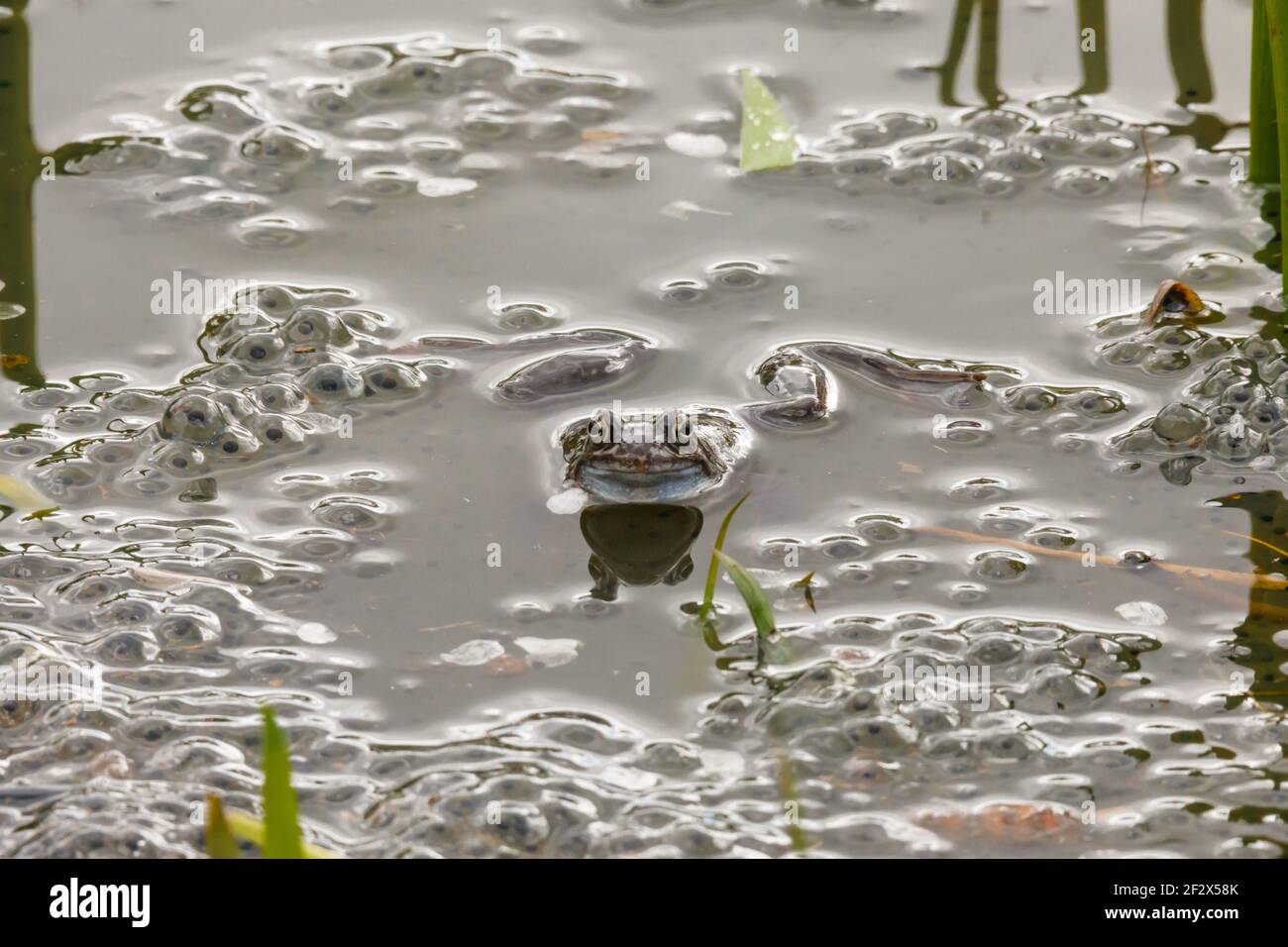 Barn Hill, Wembley Park, UK. 13th March 2021. European common brown