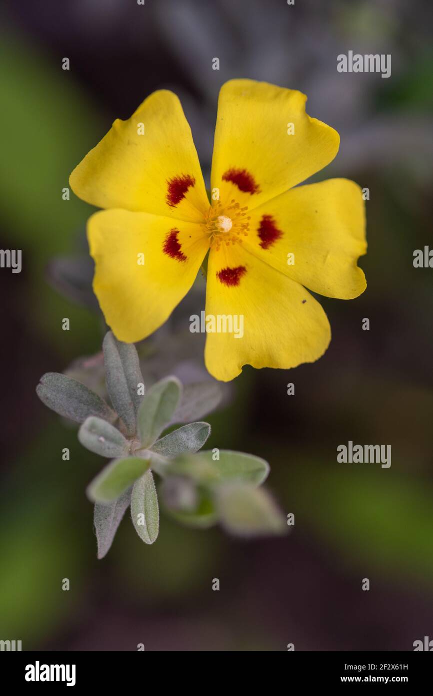 Close up of a Lisbon false sun rose (halimium lasianthum) flower Stock Photo