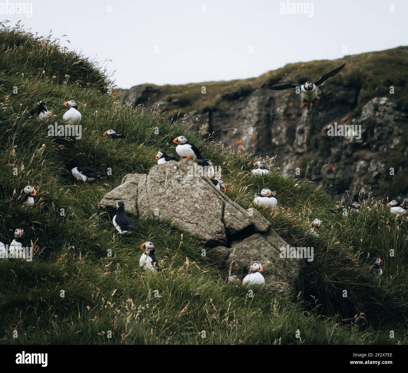 Atlantic Puffin or Common Puffin, Fratercula arctica, in flight on Mykines, Faroe Islands Stock Photo
