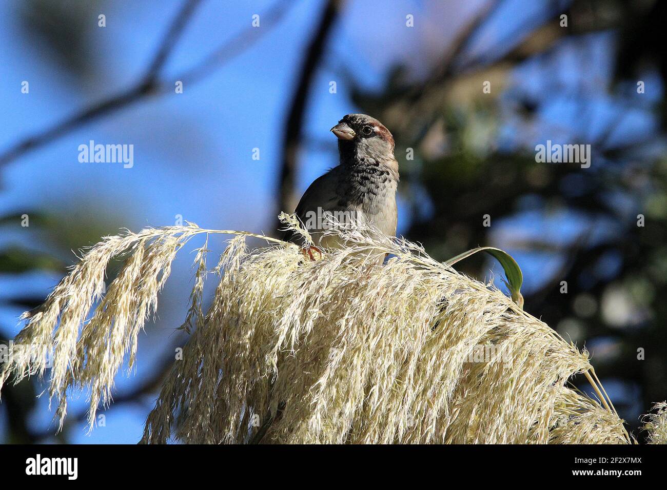 Male house sparrow feeding on pampas grass seedhead Stock Photo