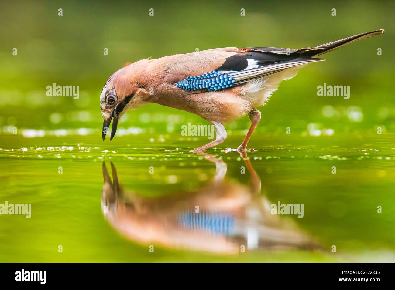 Closeup of a Eurasian jay Garrulus glandarius bird drinking, washing, preening and cleaning in water. Selective focus and low poit of view Stock Photo