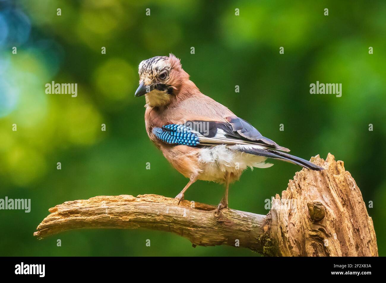 Closeup of a Eurasian jay bird Garrulus glandarius perched on a branch in a forest Summer colors on the background. Stock Photo