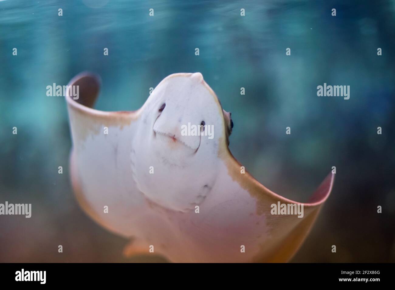 Electric stingray fish floats in the depths of sea water, ocean fauna Stock  Photo - Alamy
