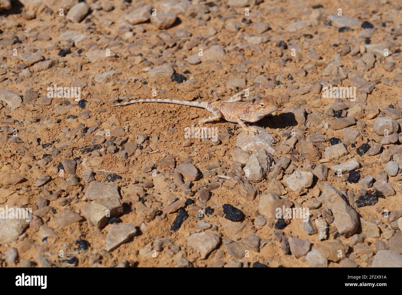 Desert Agama Trapelus Pallidus runs in the sand Stock Photo