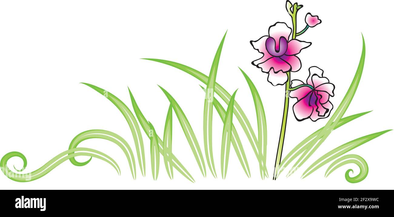 Singapore National Flower Orchid Stock Vector Image & Art Alamy