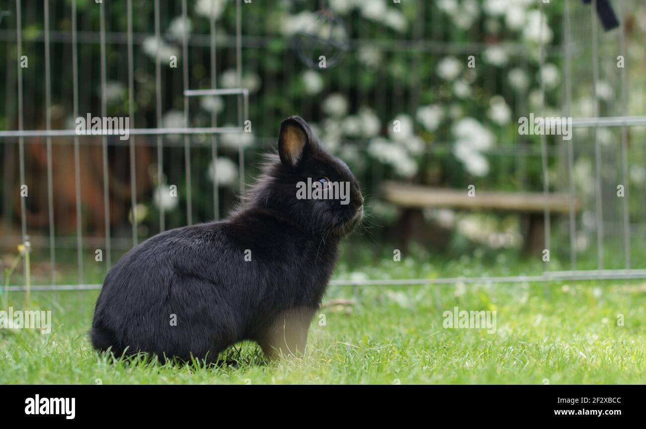 young black dwarf rabbit sitting on lawn in attentive position Stock Photo