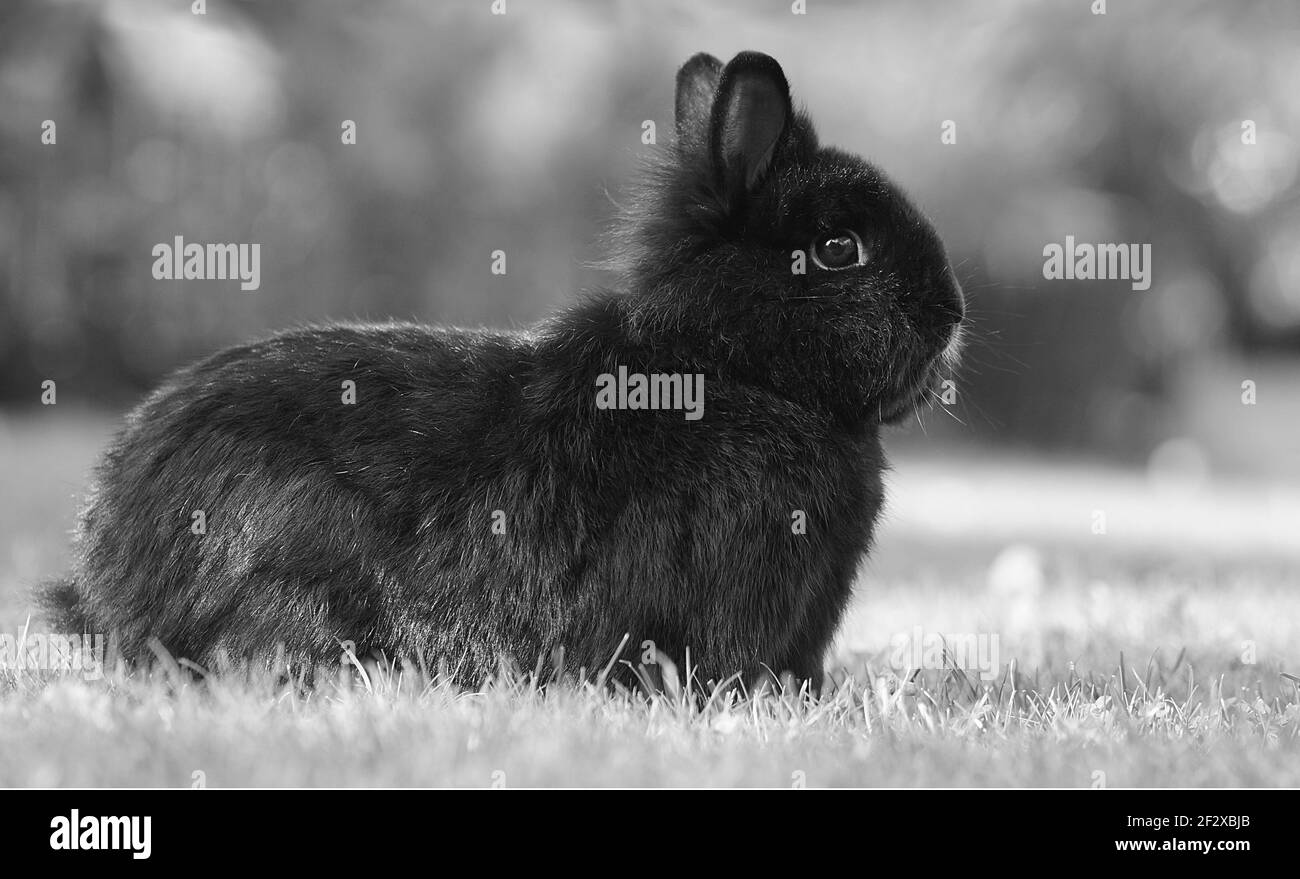 black and white photo of black dwarf rabbit sitting on meadow Stock Photo