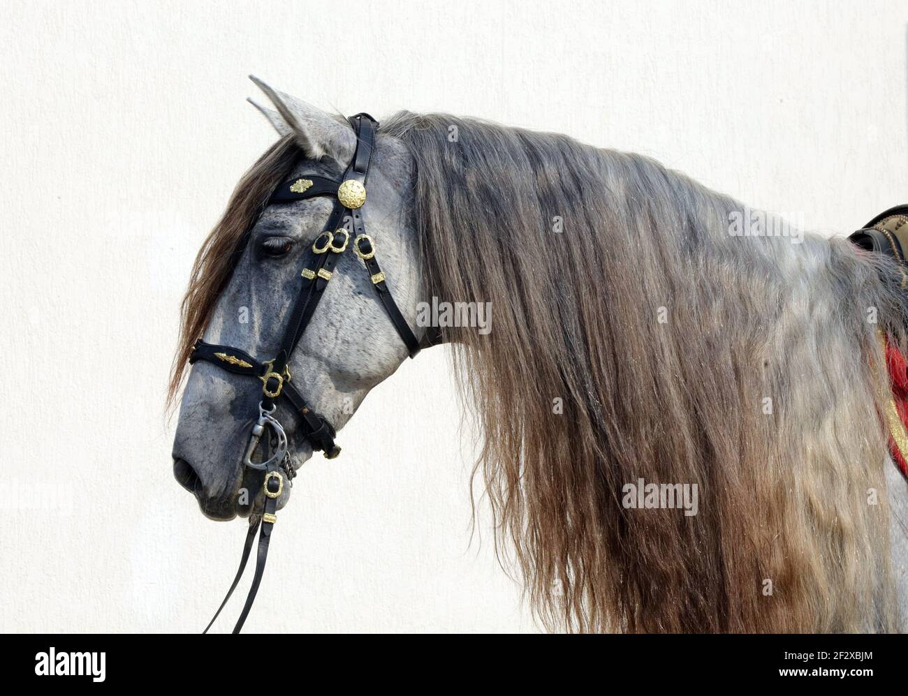 Dapple Gray Horse  Beautiful and Majestic